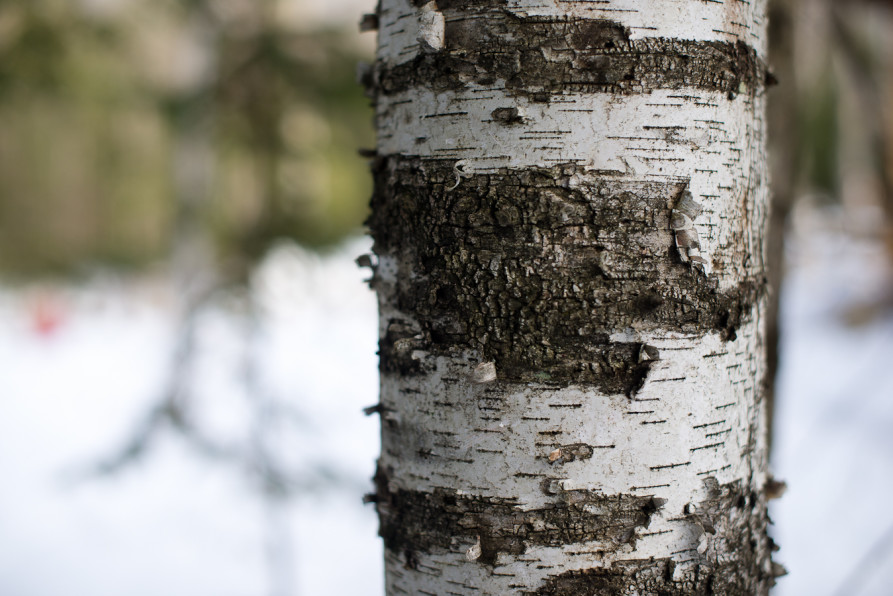 sm Kodie + Ashley_0938